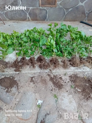 Хортензия бяла и розова , снимка 5 - Разсади - 50764477