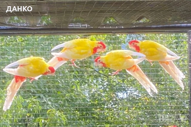 ПЕНАНТОВИ И ПЪСТРИ РОЗЕЛИ–МУТАЦИИ/тазигодишни/, снимка 8 - Папагали - 50988054