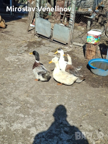 Продавам оплодени яйца от патиците на снимките, снимка 7 - Патици и гъски - 53891477