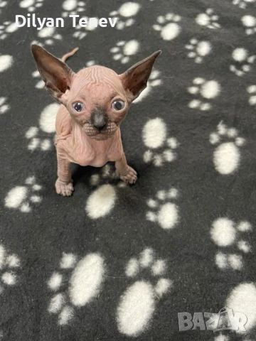 Канадски сфинкс, снимка 2 - Сфинксове - 50620392