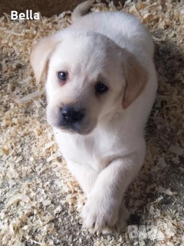 Лабрадор ретривър , снимка 3 - Лабрадор ретривър - 53119443