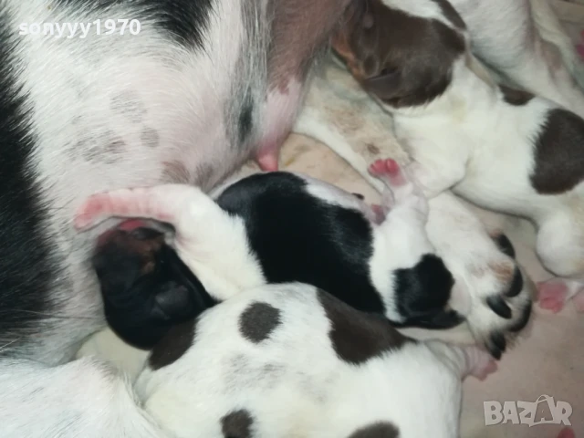 джак ръсел 1308251505, снимка 16 - Джак ръсел териер - 51353459