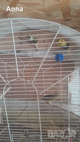 продавам канари таэи годишни, снимка 2 - Канари - 52834619