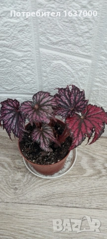 Бегония Red/black 