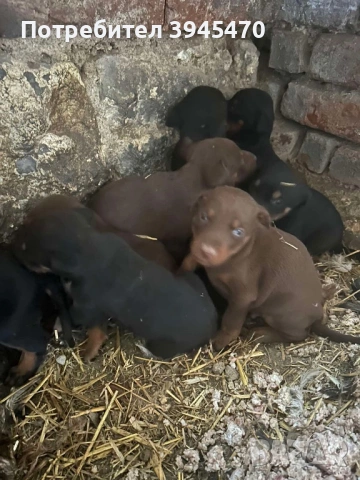 Добермани , снимка 3 - Доберман - 53603982