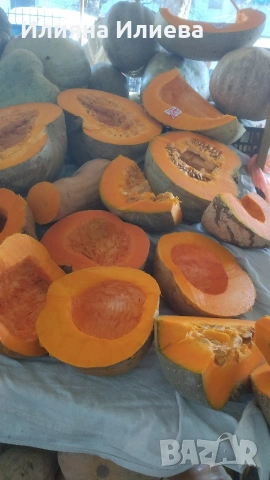 продавам семена за садене на български бели тикви кестенки ,мускат и цигулки, снимка 6 - Сортови семена и луковици - 54016618