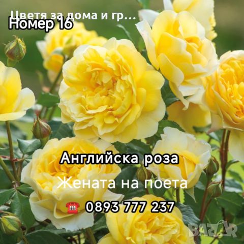 Чаено хибридни рози, снимка 10 - Разсади - 46802274