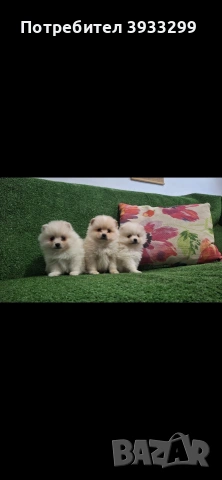 Померан мини померанчета, снимка 6 - Померан - 54108961