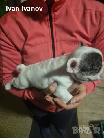 френски булдочета, снимка 3 - Френски булдог - 52489123