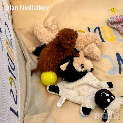 Tea Cup Пуделче, снимка 10 - Пудели - 53597995