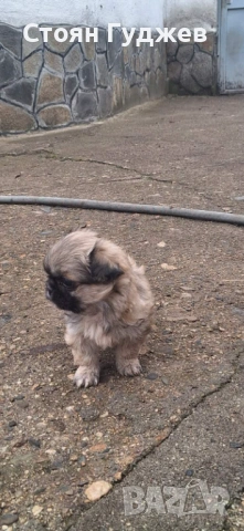  пекинезчета, снимка 3 - Пекинез - 53221818