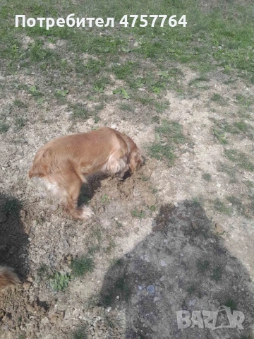 Кокер Шпаньол