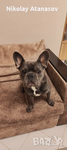Мъжки френски булдог за разплод 