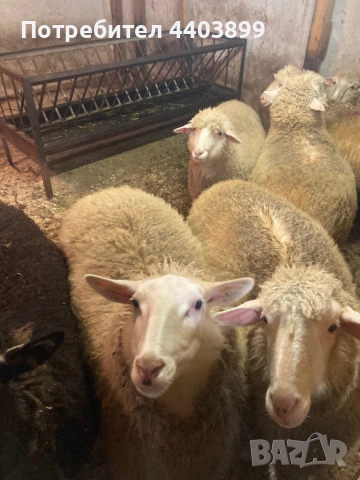8 Броя млади овце, снимка 9 - Овце - 53576523