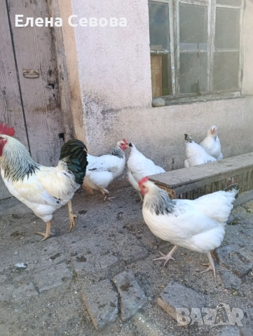 яйца за люпене от Съсекс и голошийки и качулати , снимка 5 - Кокошки и пуйки - 53723134