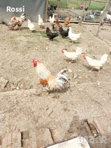 1лв/бр - РАЗПЛОДНИ/Оплодени яйца, снимка 8 - Кокошки и пуйки - 45300097