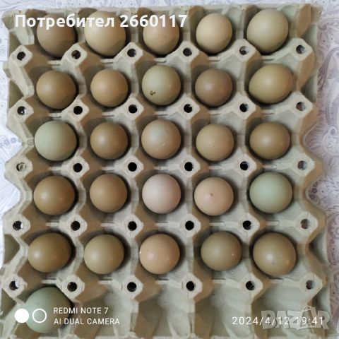 Яйца от колхидски фазани, снимка 1