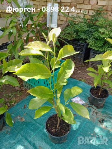 Жълта Магнолия - Златна мечта Студоустойчива, снимка 8 - Разсади - 50794528