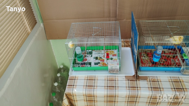 Мъжко и женско,тазгодишни.Орфей, снимка 5 - Канари - 52772739