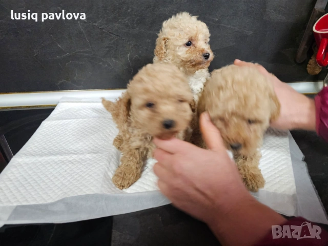 Пудел той, снимка 15 - Пудели - 53214749