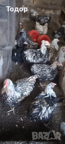 Токачки  и петлета орпингтон и виандот., снимка 10 - Кокошки и пуйки - 52817728