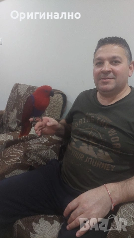 Еклектус много социална  на 5 години , снимка 6 - Папагали - 54239501