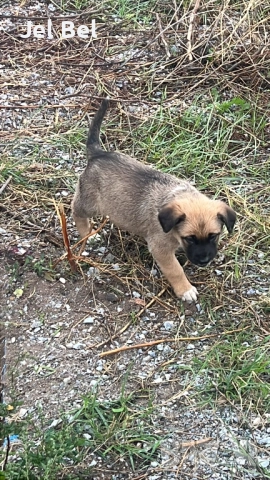Кученце Кръстоска Алабай Х Белгийска Овчарка с Доставка, снимка 9 - Алабай - 49938706