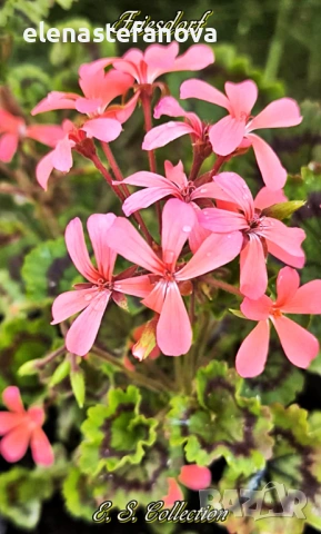 Три големи сортови мушката, растения-майки, снимка 6 - Стайни растения - 54020513