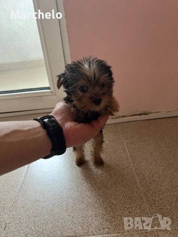Йорки 2 месеца, снимка 3 - Йоркширски териер - 54030024