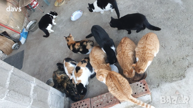 Черна котка на 6 месеца търси дом, снимка 11 - Други - 53116657