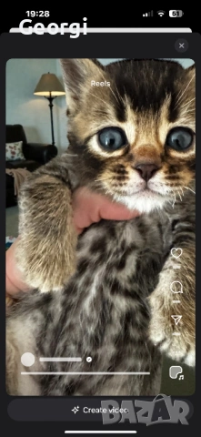 Бенгалски котета 5 седмични, снимка 6 - Бенгалски - 53458423