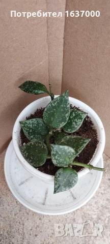 Хоя Krohniana splash 