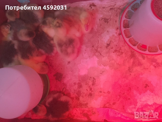 Гъсета, снимка 3 - Патици и гъски - 54228921