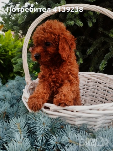 Той пудел , снимка 5 - Пудели - 46324560