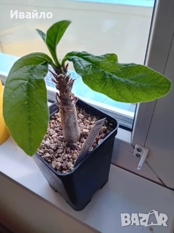 Сукуленти само за ценители, снимка 13 - Стайни растения - 35248161