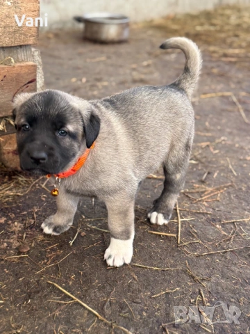 Кангал /Кангалчета, малки , снимка 18 - Кангал - 53493206