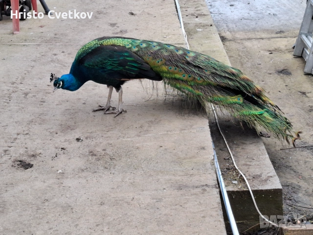 Паун индийски и чернокрил, снимка 2 - други­ - 53457224