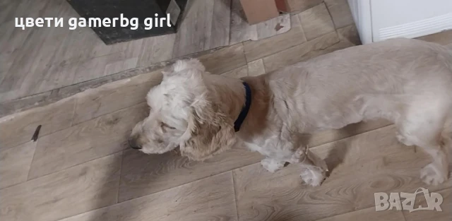 кокер шпаньол и лагото, снимка 1