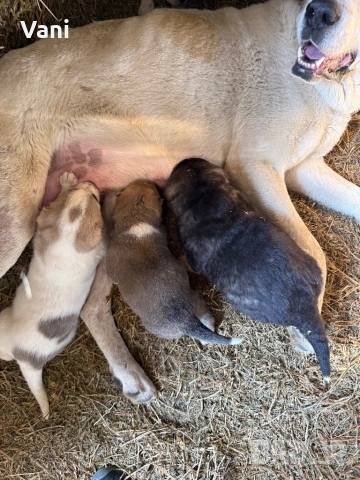 Алабай /САО  чистокръвни , снимка 5 - Кангал - 53735780