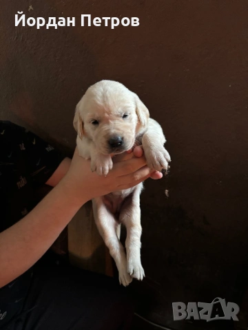 Лабрадор Редривър , снимка 3 - Лабрадор ретривър - 53390012