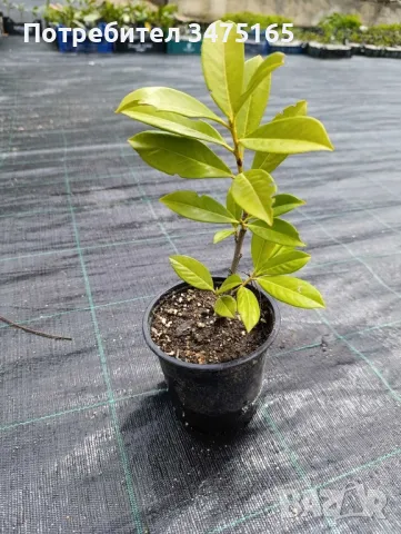 Лавровишна - Новита, снимка 1