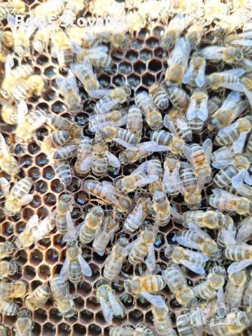 Пчелни отводки, снимка 1 - За пчели - 45925711