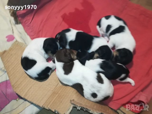 ДЖАК РЪСЕЛ-250ЛВ ЗА СЛАДКО КУТРЕ ПО ИЗБОР 2808250855, снимка 5 - Джак ръсел териер - 51518360