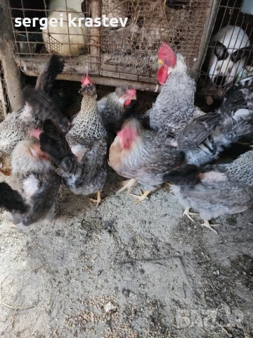 млади домашни петли , снимка 6 - други­ - 47610041
