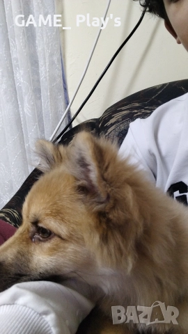 Немски шпиц за продажба спешно!!!, снимка 3 - Други - 52830583