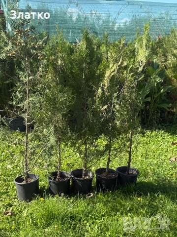 Туя Брабант, снимка 2 - Градински цветя и растения - 52099802