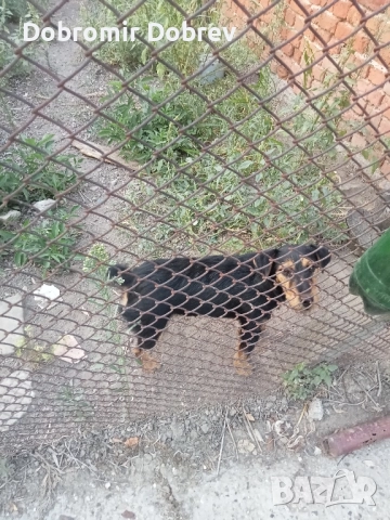 Ягтериери , снимка 5 - Ягдтериер - 51487686