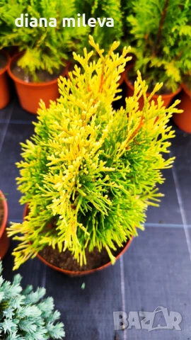 Промо пакет от 3бр студоустойчиви иглолистни и вечнозелени растения!, снимка 3 - Градински цветя и растения - 51219566