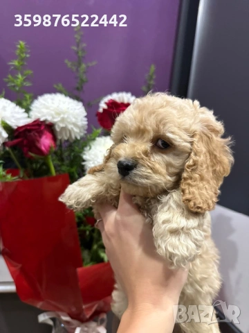 Кокапу , снимка 4 - Пудели - 53471417