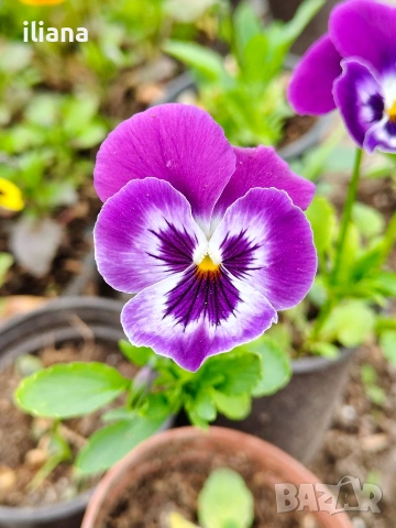 Продавам теменужки, снимка 13 - Градински цветя и растения - 54018861